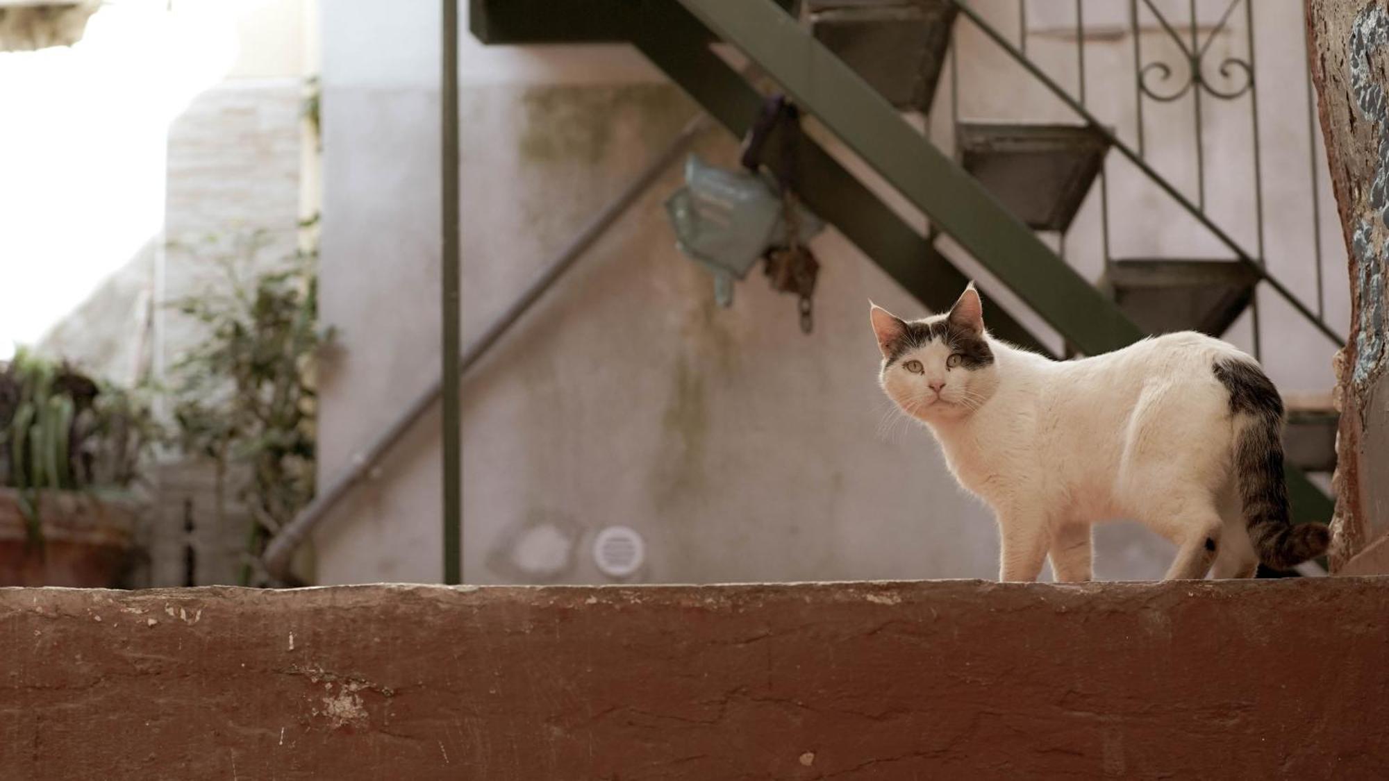 Casa Nel Borgo Dei Gatti Apartment Cetara Bagian luar foto